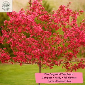 5 Dwarf Pink Dogwood Seeds, Cornus florida Fubra, Hardy Flowering Tree, Ornamental Landscape Plant