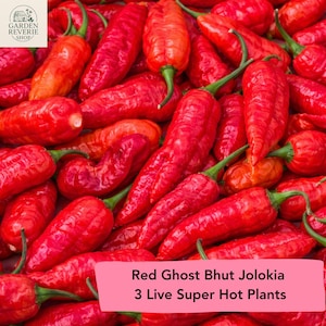 May include: A close-up of a pile of bright red Ghost Bhut Jolokia peppers with green stems. The image includes text that reads "Red Ghost Bhut Jolokia 3 Live Super Hot Plants". The peppers are a vibrant red color.