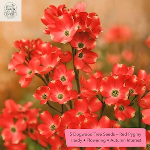 5 Red Pygmy Dogwood Seeds, Flowering Tree, Hardy Ornamental, Fall Color, Compact Tree, Garden Seeds, Cornus kousa, US Seller
