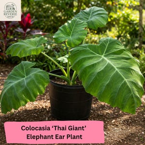 May include: A large, leafy Colocasia 'Thai Giant' Elephant Ear Plant in a black pot. The plant features large, green leaves with prominent veins. The image is set outdoors with a blurred background of greenery and the text "Garden Reverie Shop".