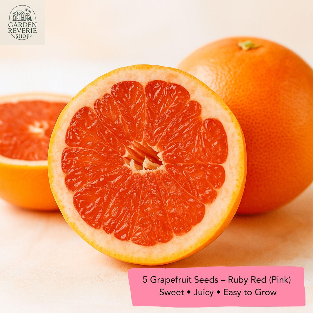 Ruby Red Grapefruit Under Ripe 5 Ruby Red Grapefruit Seeds, Sweet Citrus Tree - Etsy