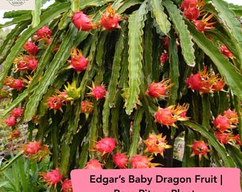 Edgar’s Baby Dragon Fruit Starter Plant – Hylocereus Hybrid