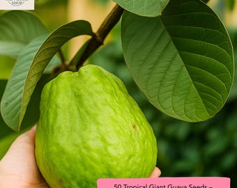 Yellow Tropical Guava Seeds: Sweet Golden Fruit, Exotic Edible Plant