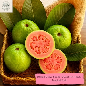 50 Red Guava Seeds: Sweet Pink Flesh, Tropical Fruit Tree