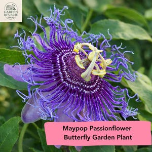 Maypop Passionflower Starter Plant – Passiflora incarnata