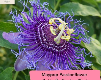 Maypop Passionflower Starter Plant – Passiflora incarnata