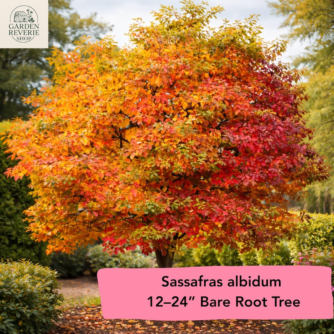 Sassafras Albidum – Bare Root Starter Tree (12–24” Tall) - Etsy