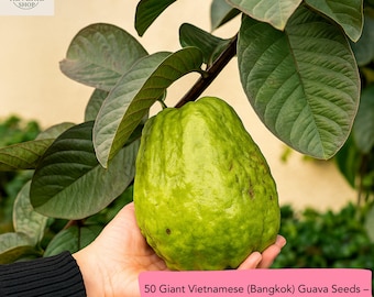 50 Giant Vietnamese Guava Seeds – Large Bangkok Tropical Fruit Variety, Sweet Crisp Guava, Easy to Grow Exotic Garden Plant