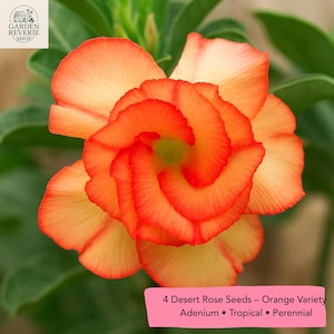 Orange Desert Rose Seeds: Adenium Obesum, Tropical Bonsai