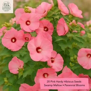 Pink Swamp Mallow Rose Seeds: Hardy Hibiscus, Pollinator Garden