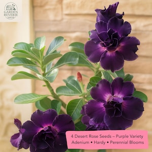 4 Purple Desert Rose Seeds, Exotic Adenium obesum Plant, Tropical Succulent Bonsai, Perennial Bloom, Rare Flowers, US Seller