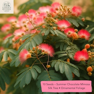 10 Summer Chocolate Mimosa Tree Seeds, Albizia Julibrissin, Silk Tree, Dark Foliage Tree, Exotic Shade Tree, Fast Grower, Garden Plant