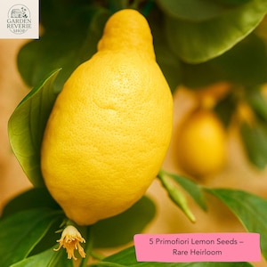 5 Primofiori Lemon Seeds, Rare Heirloom Citrus Tree, Non-GMO Fruit Plant, Container or Garden Growing