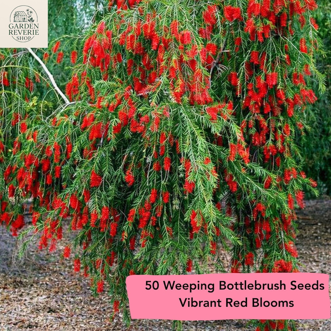 50 Weeping Bottlebrush Tree Seeds, Red Flowering Evergreen, Callistemon ...