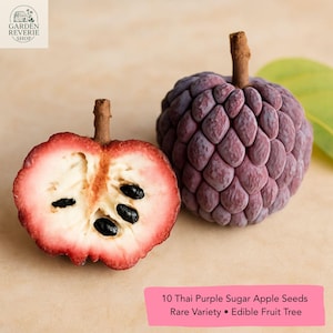 Thai Purple Sugar Apple Seeds: Rare Tropical Fruit Tree (Annona squamosa)