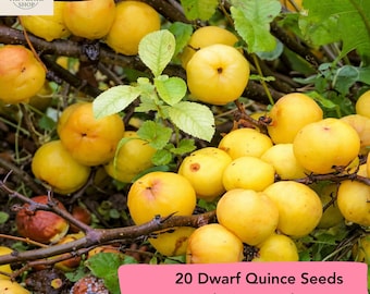 Organic Japanese Quince Seeds 'toyo-nishiki' (chaenomeles Speciosa