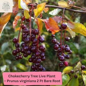 May include: Image of a Chokecherry tree branch with clusters of dark red berries and yellow and orange leaves. The text on the image reads "Chokecherry Tree Live Plant - Prunus virginiana 2 Ft Bare Root."