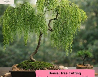 Dwarf Australian Weeping Willow Cutting – Live Unrooted Plant Cutting