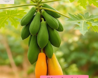 25 Tainung Papaya Seeds, Fast Growing Sweet Orange Tropical Fruit Tree