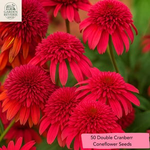 Double Cranberry Coneflower Seeds: Echinacea for Pollinator Gardens