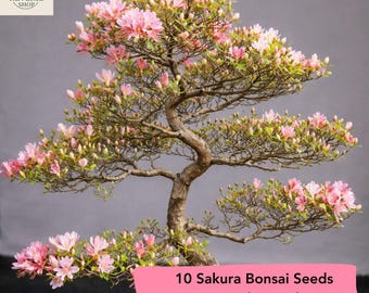 Sakura Cherry Blossom Tree Seeds – Japanese Flowering Prunus Serrulata (10 Seeds)