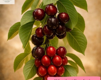 Sweetheart Cherry Seeds – 10 Late-Season Fruit Tree Seeds