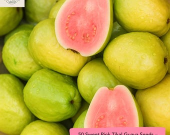 50 Sweet Pink Tikal Guava Seeds – Exotic Tropical Fruit