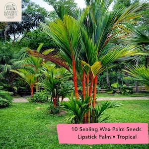 May include: A vibrant image of several Lipstick Palm trees with bright red trunks and lush green fronds. The palms are set against a backdrop of green foliage and grass. The image includes text that reads "10 Sealing Wax Palm Seeds Lipstick Palm • Tropical."