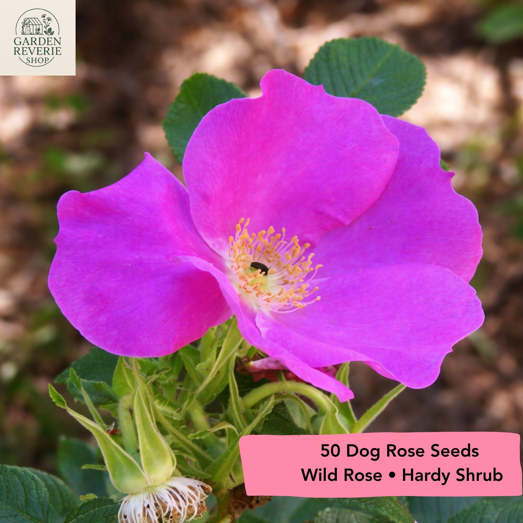 Dog Rose, Wild Climbing Rose, Rosa Canina - 50 Seeds