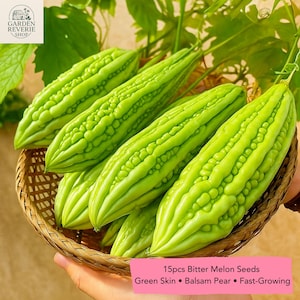 Bitter Melon Seeds: Fast-Growing Tropical Vegetable Vine