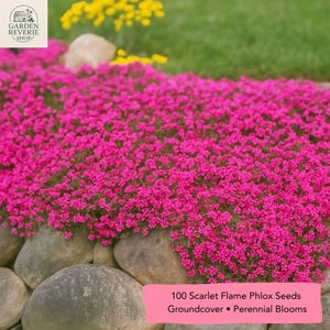 Scarlet Flame Phlox Seeds: Red-Pink Perennial Groundcover