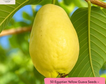 Egyptian Yellow Guava Seeds – Sweet Tropical Fruit Variety
