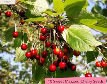 10 Sweet Mazzard Cherry Seeds – Cold Hardy Zone 4