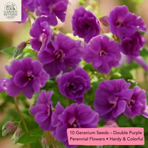 10 Double Purple Geranium Seeds, Perennial Flower, Geranium Pratense, Cottage Garden Plant, Pollinator Friendly, Rare Blooming Seeds