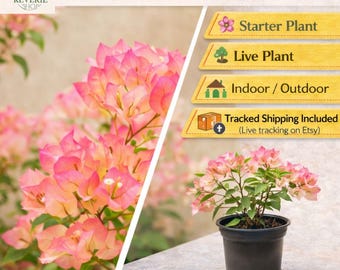 Cherry Blossom Bougainvillea – Live Starter Plant