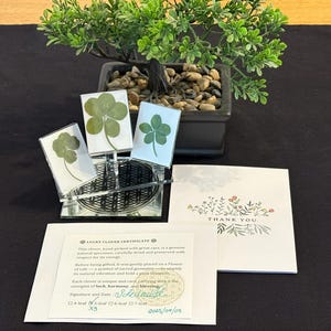 Set of  5-Leaf Lucky Clovers, Real Decorative Gift, Rare, porte-bonheur de 3 trèfles à 5 feuilles, pressés chance.