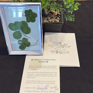 Set of 3 Lucky Clovers 5-6-7-leaf clover, Real Decorative Gift, Rare Nature Curiosity, 3 trèfles porte-bonheur, pressés. chance