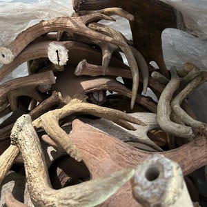 May include: A collection of natural deer antlers in various shades of brown and tan. The antlers are of different sizes and shapes, some with visible cut marks. The image is taken from a close-up perspective, highlighting the texture and details of the antlers.