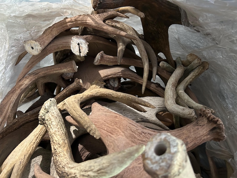 May include: A collection of natural deer antlers in various shades of brown and tan. The antlers are of different sizes and shapes, some with visible cut marks. The image is taken from a close-up perspective, highlighting the texture and details of the antlers.