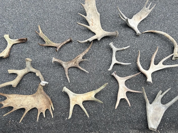 Moose Antler Scrap by the Pound • Craft Grade Antler Pieces for Carving, Resin, Art, Jewelry, Knife Handles, Taxidermy, DIY Projects
