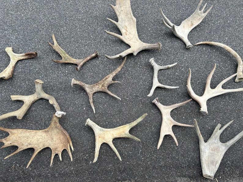 May include: A collection of various deer antlers in shades of brown and tan, scattered on a dark gray surface. The antlers vary in size and shape, with multiple points and curves, showcasing natural textures and forms.
