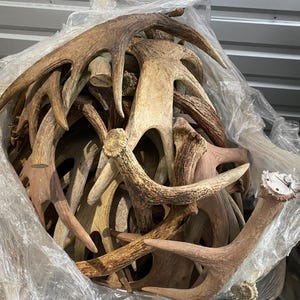 May include: A collection of deer antlers in various shades of brown and tan, some with lighter tips. The antlers are piled together inside a clear plastic bag, creating a natural, rustic aesthetic. The image showcases a variety of sizes and shapes.