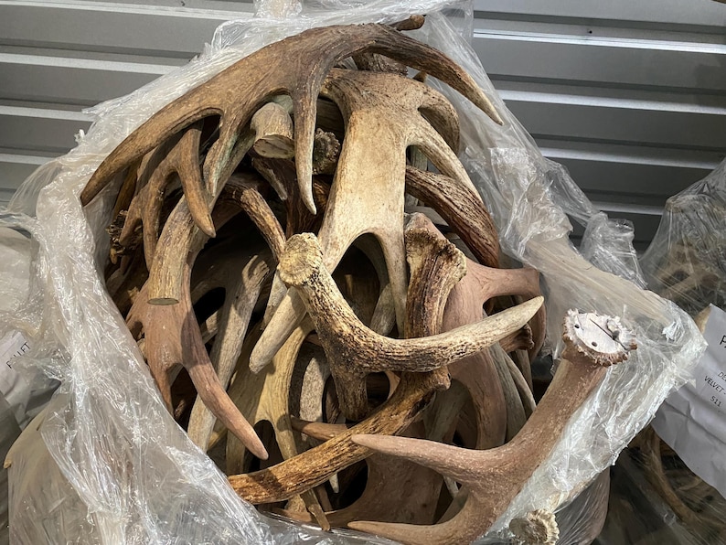 May include: A collection of deer antlers in various shades of brown and tan, some with lighter tips. The antlers are piled together inside a clear plastic bag, creating a natural, rustic aesthetic. The image showcases a variety of sizes and shapes.