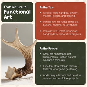 May include: A close-up of a natural antler with a light brown color. The image includes text that reads "From Nature to Functional Art", "Antler Tips", and "Antler Powder". The antler is shown on a white surface.
