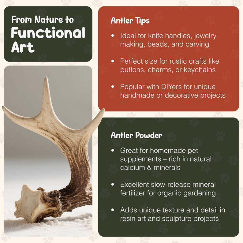 May include: A close-up of a natural antler with a light brown color. The image includes text that reads "From Nature to Functional Art", "Antler Tips", and "Antler Powder". The antler is shown on a white surface.