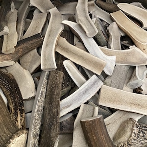 May include: A pile of natural deer antlers in various sizes and shapes. The antlers display a range of colors, from light beige and off-white to dark brown. The texture appears rough and organic, with visible ridges and variations.