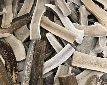 XL 9in Split Elk Antler Dog Chew • C Grade Natural Shed Elk Chews • Large Marrow Chew Sticks • Dental Dog Treats