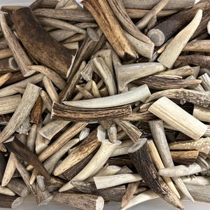 May include: A collection of deer antlers in various sizes and shades of brown, tan, and cream. The antlers are cut and appear to be ready for crafting or decorative purposes. The image shows a close-up view of the antlers.