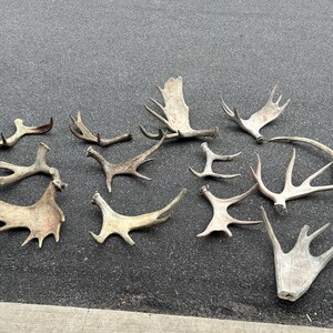 May include: A collection of shed antlers of varying sizes and shapes, lying on a dark surface. The antlers range in color from light tan to off-white, with multiple points and branching structures. Some are curved, while others are more straight.