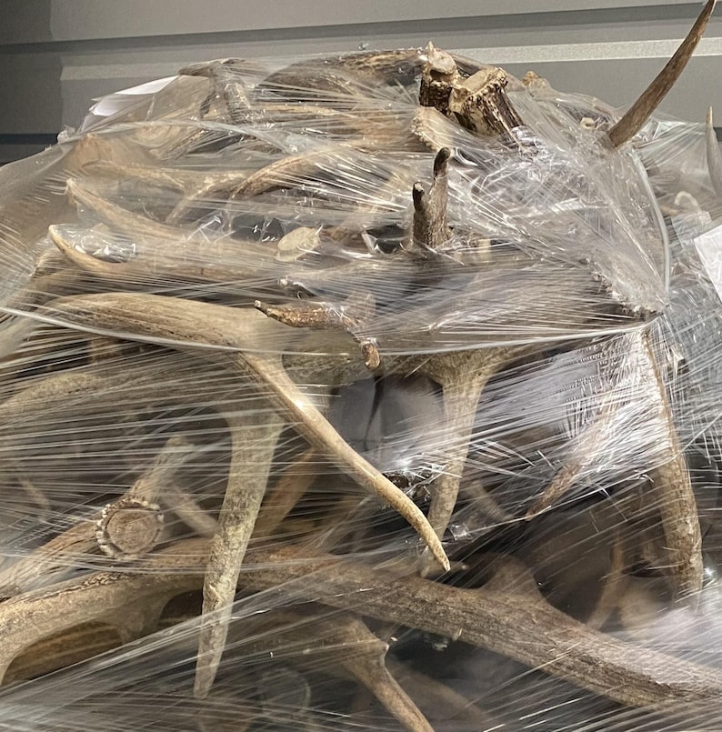 May include: A large bundle of deer antlers, varying in size and shape, wrapped in clear plastic. The antlers are a natural tan color, with some having darker tips and bases. The bundle appears to be ready for sale or storage.